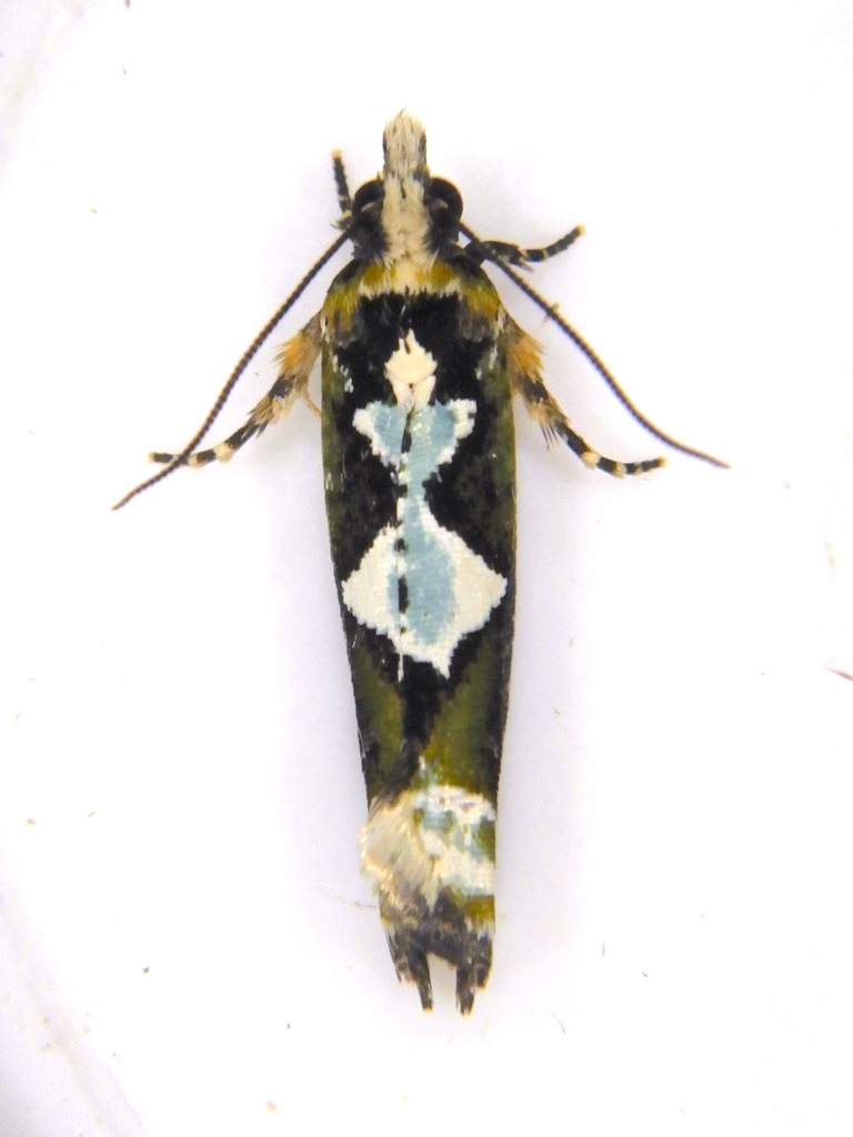 Quebradnotia