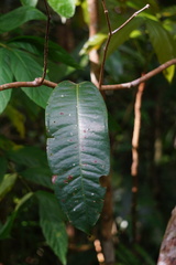 Magnoliopsida
