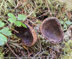Elaphomyces muricatus