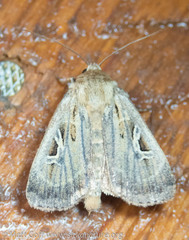 Pseudohermonassa flavotincta