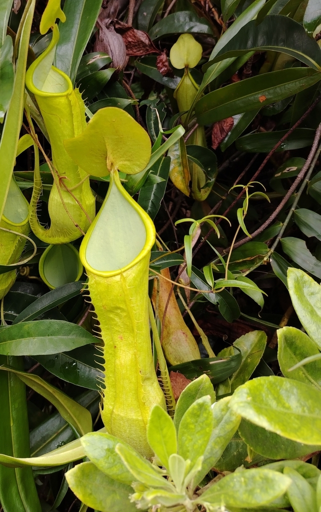 Nepenthes alfredoi Amoroso & Lagunday