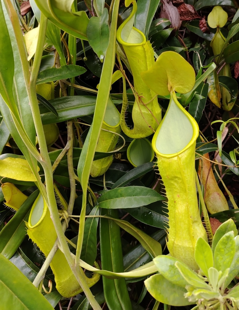 Nepenthes alfredoi Amoroso & Lagunday 2