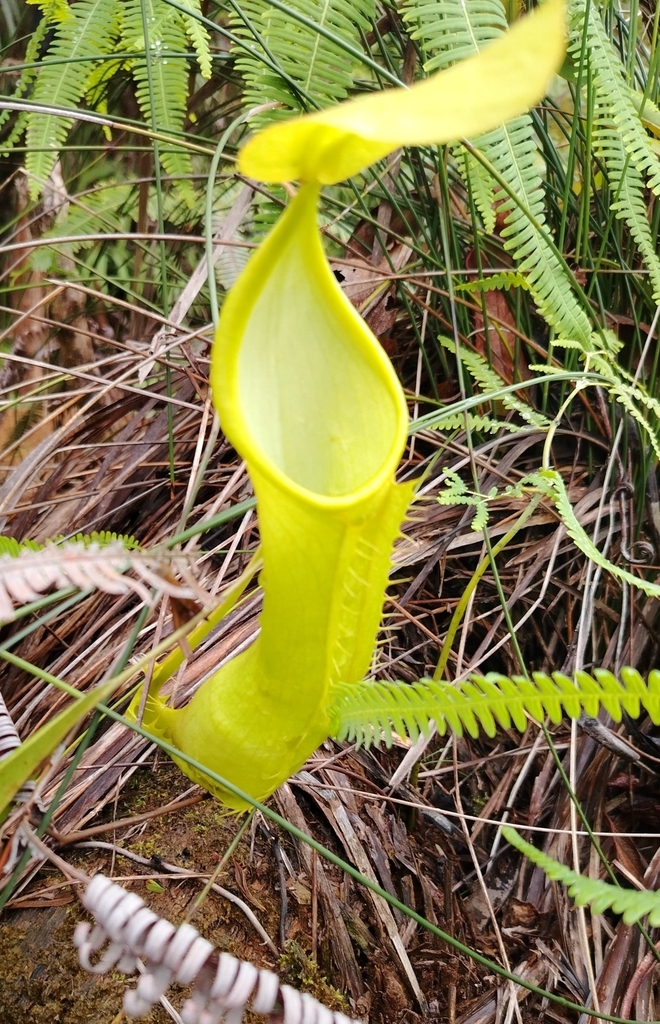 Nepenthes alfredoi Amoroso & Lagunday 3