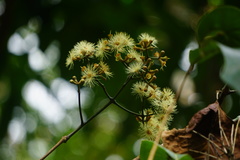 Magnoliopsida