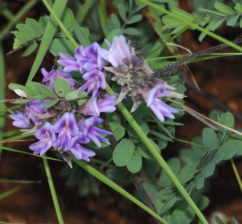 Lucky Bean (Abrus laevigatus)