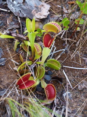 Dionaea muscipula