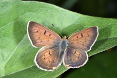 Lycaeninae