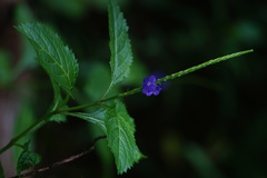 Stachytarpheta urticifolia