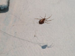 Steatoda castanea