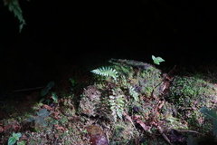 Polypodiopsida