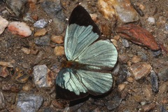 Dynamine chryseis