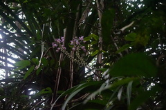 Spathoglottis pacifica