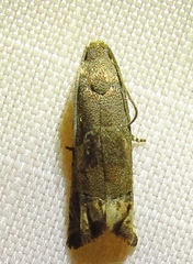 Epiblema strenuana