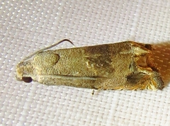 Epiblema strenuana