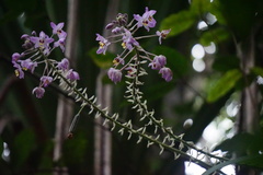 Spathoglottis pacifica