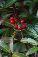 Ardisia crispa