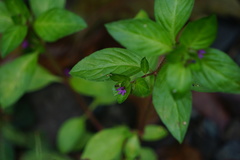 Cuphea