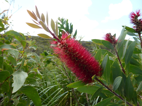 Image of Melaleuca polandii by (c) Andrew Thornhill, some rights reserved (CC BY)