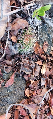 Image of Turk's Cap Cactus (Melocactus intortus) by no rights reserved