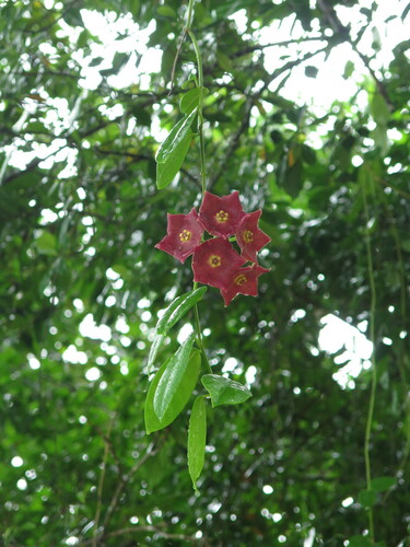 Hoya sussuela (Roxb.) Merr.