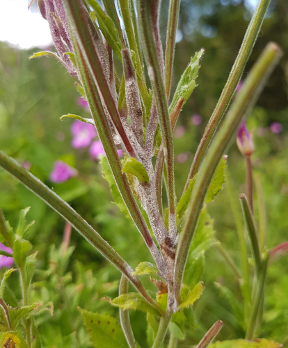 Willowherb Mildew