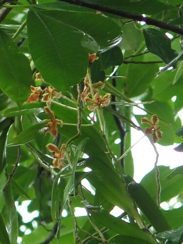 Aliceae Orchid