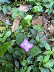 Sarcopyramis napalensis delicata