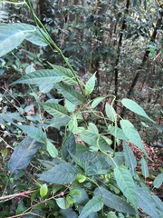 Solanum pittosporifolium