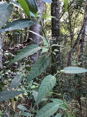 Solanum pittosporifolium