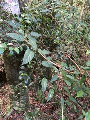 Solanum pittosporifolium