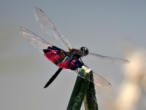 Phantom Flutterer