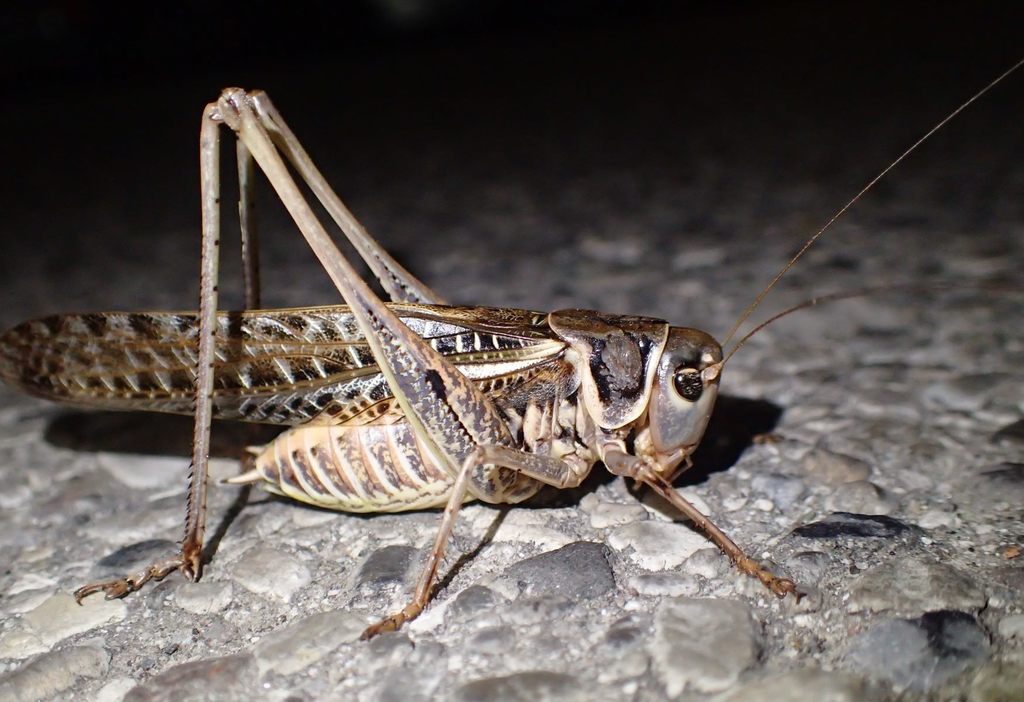 White-faced Bush-cricket