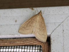 Framinghamia helvalis