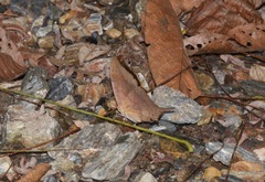 Marpesia furcula