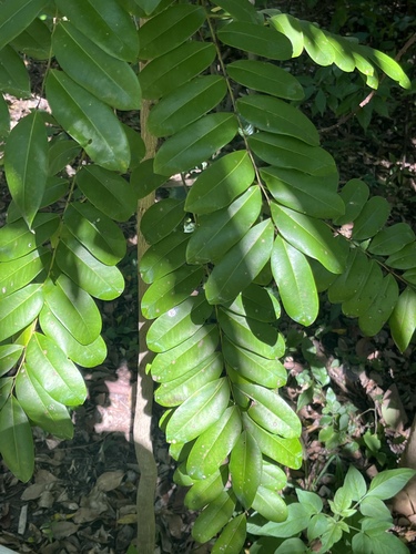 Foto de Marupá