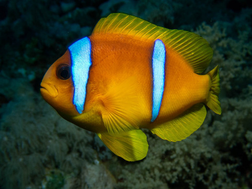 Photo of Two-band anemonefish (Amphiprion bicinctus)