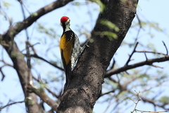 Black-Rumped Flameback photo 6