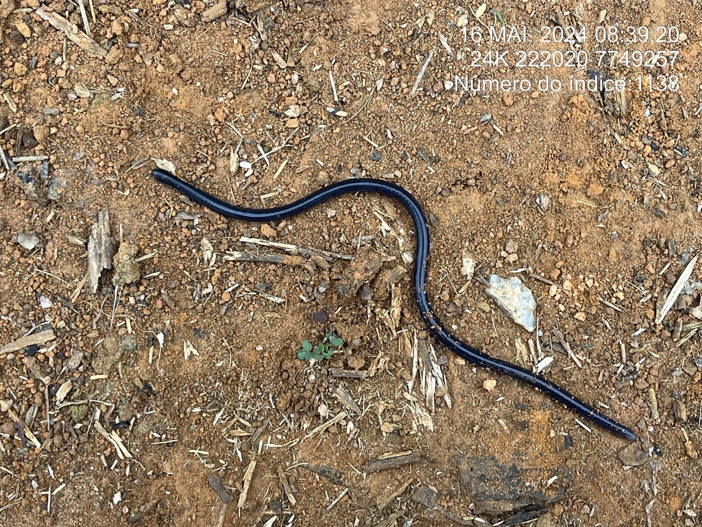 Luetkenotyphlus fredi