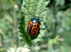 Calligrapha mexicana