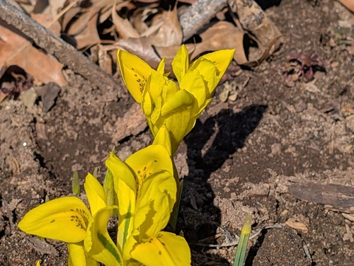Danford Iris (Iris danfordiae)