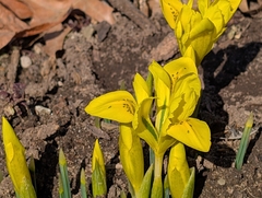 Iris danfordiae, photograph (c) Connor Sites-Bowen, some rights reserved (CC BY)