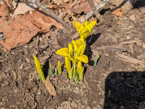 Image of Iris danfordiae by (c) Connor Sites-Bowen, some rights reserved (CC BY)