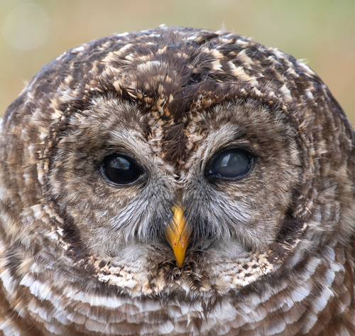 Barred Owl photographed in North Carolina