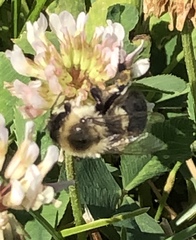 Bombus impatiens