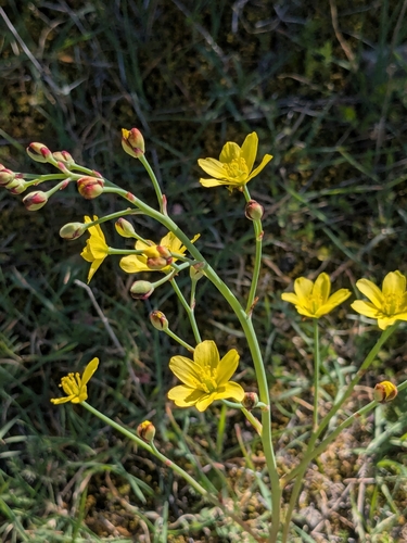 bongardia (Bongardia chrysogonum)