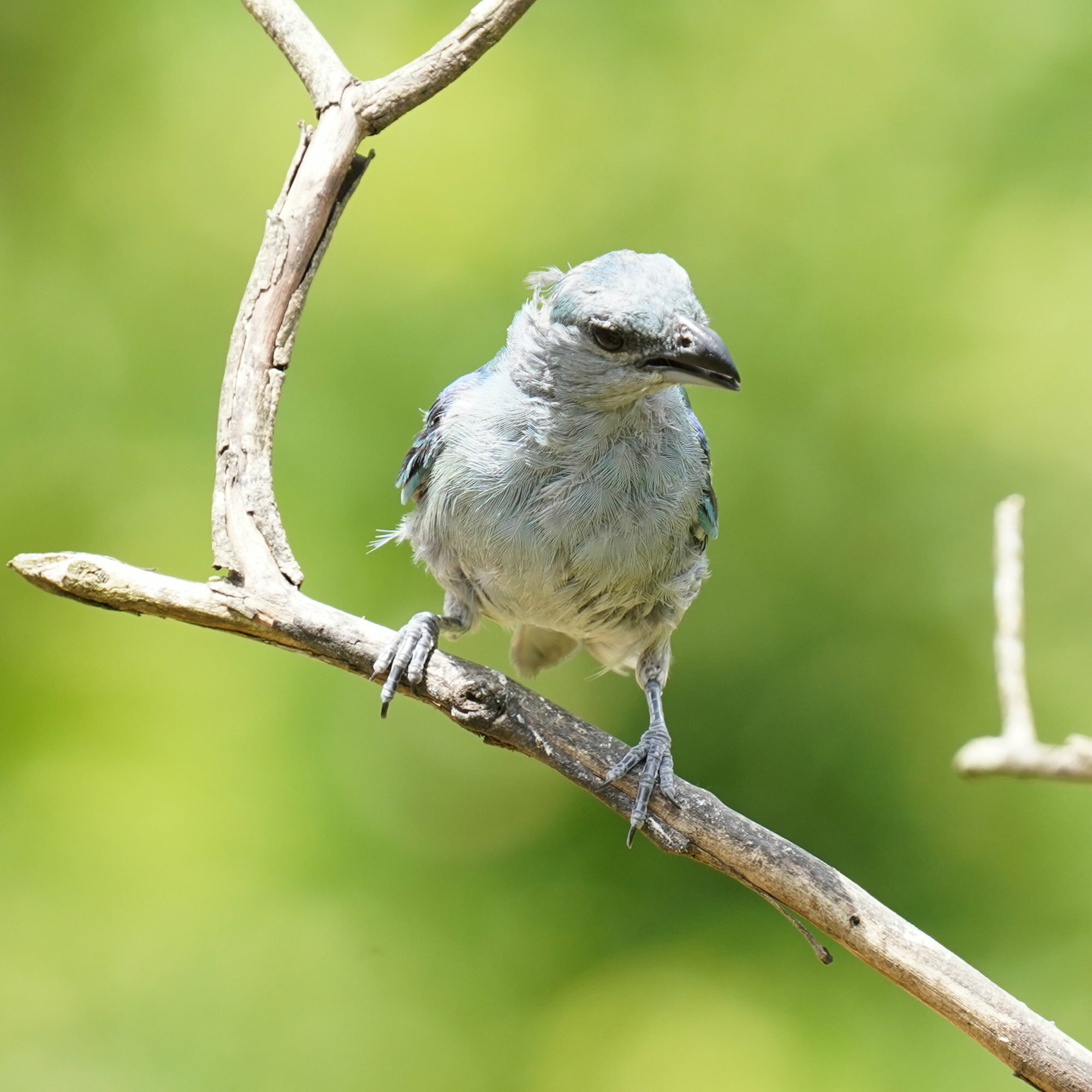 Azure-shouldered Tanager (Thraupis cyanoptera), photo 10