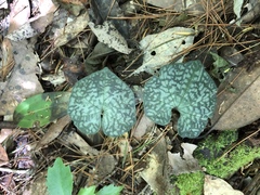 Nervilia taiwaniana