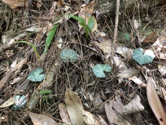 Nervilia taiwaniana