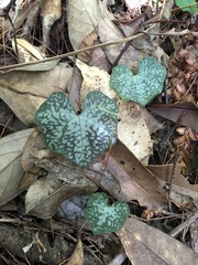 Nervilia taiwaniana