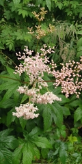 Filipendula palmata